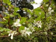 ★蒲原の大丸山､大平山へ★