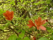 ★蒲原の大丸山､大平山へ★