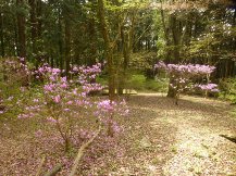 ★蒲原の大丸山､大平山へ★
