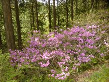 ★蒲原の大丸山､大平山へ★