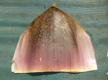 ★筍の身を守る術★