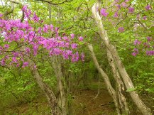 ★越前岳へ行って来た★