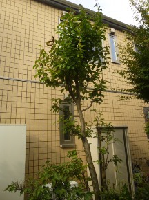 ★MS様邸・お庭の手入れ★