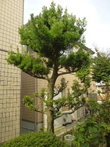 ★MS様邸・お庭の手入れ★