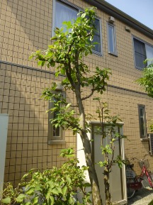 ★MS様邸・お庭の手入れ★