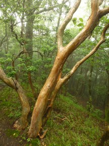 ★越前岳は霧だった★