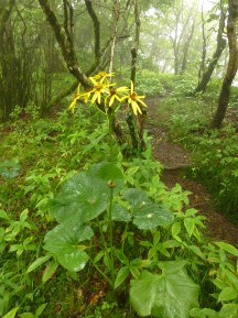 ★越前岳は霧だった★