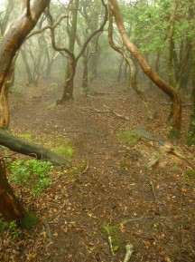 ★越前岳は霧だった★