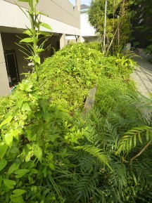 ★ツツジ､サツキの刈込み★