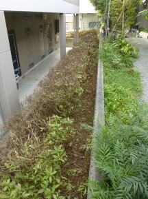 ★ツツジ､サツキの刈込み★