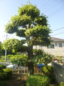 ★ｳﾊﾞﾒｶﾞｼの手入れと芝刈り★