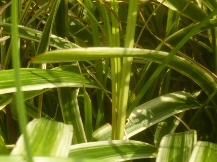 ヤブランの中のイネ科系の雑草