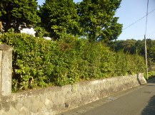 寄せ垣根　剪定前