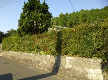 ★生垣の剪定と栗拾い★