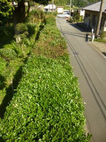 ★生垣の剪定と栗拾い★