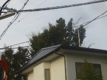 ★SG様邸・ケヤキを小さく★