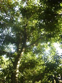 ヤマモモ　剪定前