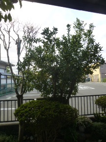 ★SE様邸・お庭の手入れ★