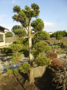 ★HI様邸・お庭の手入れ★