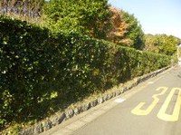 ★別荘地・生垣の剪定★