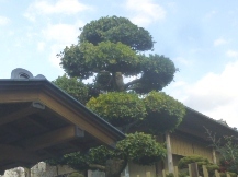 ★W様邸・お庭の手入れ★