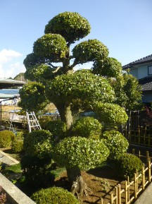 ★W様邸・お庭の手入れ★