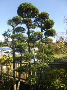 ★W様邸・お庭の手入れ★