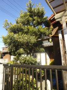 ★KM様邸・お庭の手入れ①★