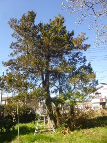 ★MN様邸・高木の剪定★