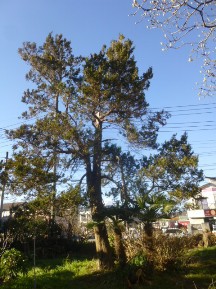 ★MN様邸・高木の剪定★