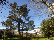 ★MN様邸・高木の剪定★
