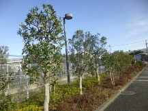 ★S社様･緑地帯･手入れ⑤★