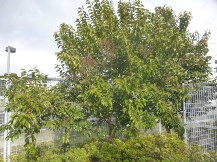 S社様･緑地帯･手入れ⑫
