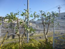 S社様･緑地帯･手入れ⑫