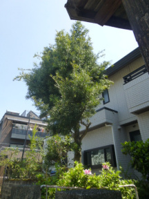 ★SN様邸・お庭の手入れ★