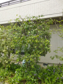 ★SN様邸・お庭の手入れ★