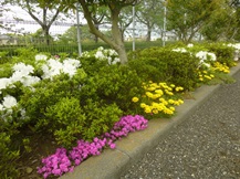 ★4月に咲く草花③★