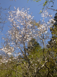 ★越前岳は富士桜が満開★