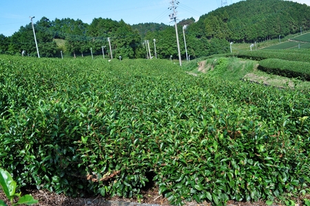 善光園　茶畑