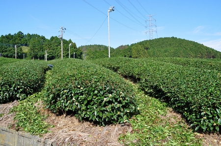 善光園　茶畑