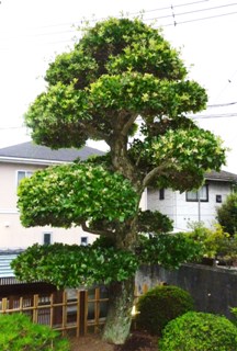 ウバメガシ 剪定済 幅1.5m高さ3.5m - 香川県のその他