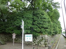 雨で、「姥目樫」剪定中断