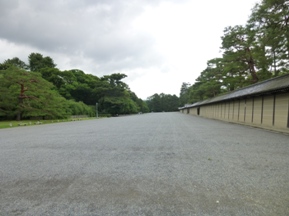 雨で、「姥目樫」剪定中断