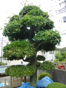 雨で、「姥目樫」剪定中断