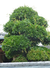 玉散しウバメガシの剪定
