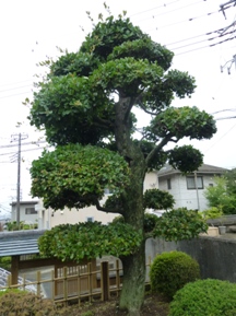 雨で、「姥目樫」剪定中断