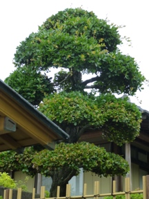雨で、「姥目樫」剪定中断