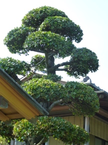 玉散しウバメガシの剪定