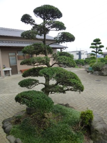 ☆柘植(ツゲ)の剪定☆