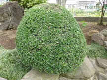 ☆柘植(ツゲ)の剪定☆